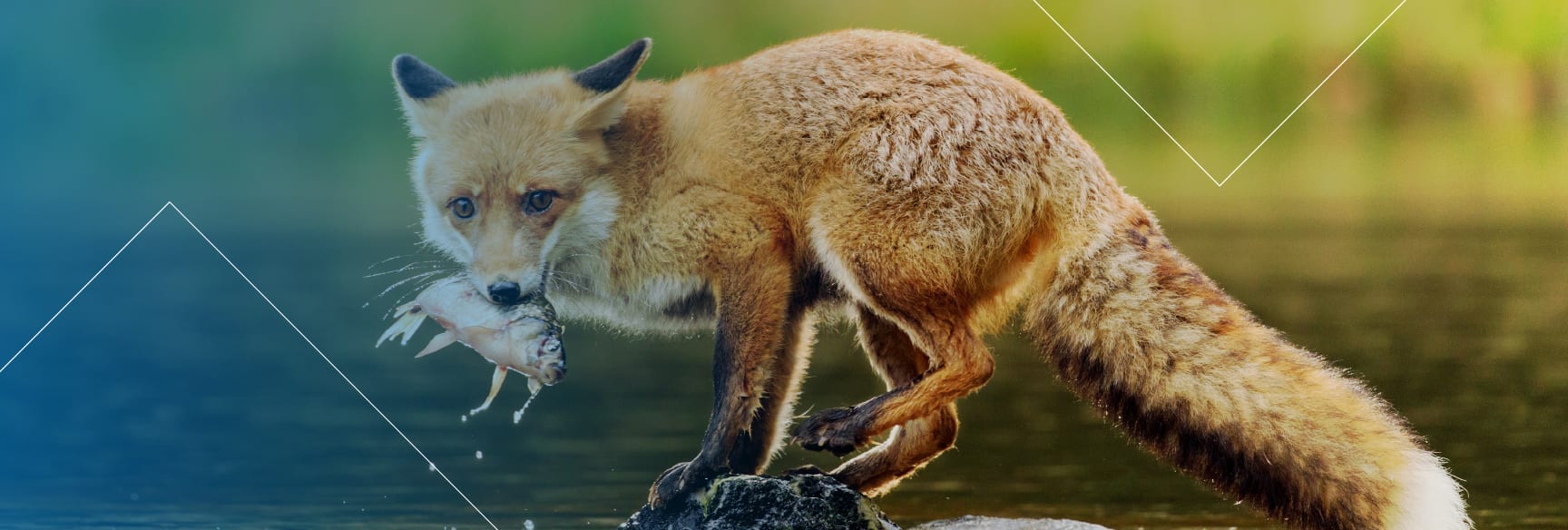 Predict links between predators and prey IVADO