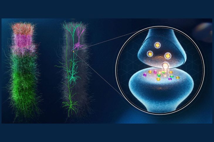 Modéliser le cerveau pour décortiquer l’apprentissage biologique : quand les neurosciences mènent à une meilleure IA